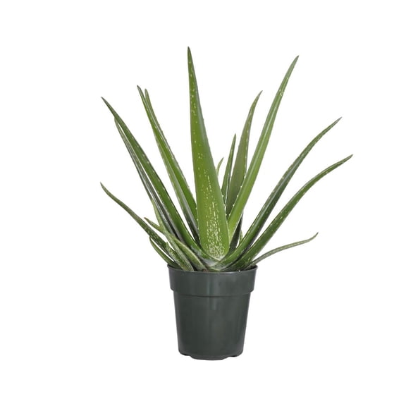 United Nursery Live Aloe Vera plant in 6 Inch Grower Pot