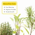 thumbnail image 6 of 1 Chef’s Choice Herb Plant Trio: Live Aromatic Culinary Herbs in 3.5" Cubes | Garden-Ready Tuscan Blue Rosemary, Sage & Thyme Plants with Fresh Savory Flavor for Cooking, Containers & Home Gardens, 6 of 9