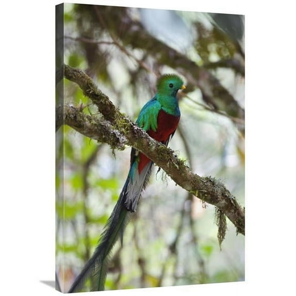 20 x 30 in. Resplendent Quetzal Male, Costa Rica Art Print - Konrad Wothe