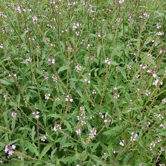 Verbena Officinalis AKA Common Vervain Flower Seeds - 2000 Seeds