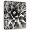 thumbnail image 1 of Bob Stefko 18x24 Gallery Wrapped Canvas Wall Art Titled - Agave Lechuguilla, 1 of 4