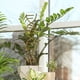 thumbnail image 3 of Enrejado de plantas Zulema DIY enrejado de escalada jardín macetas soporte para macetas Oro 40cm, 3 of 5