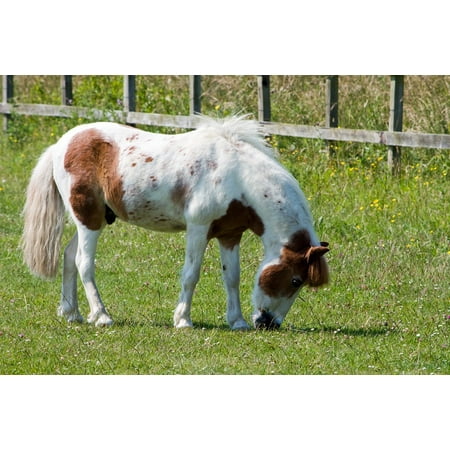 - Canvas Print Pretty Pony Eating Equine Grazing Horse Animal Stretched Canvas 10 x 14