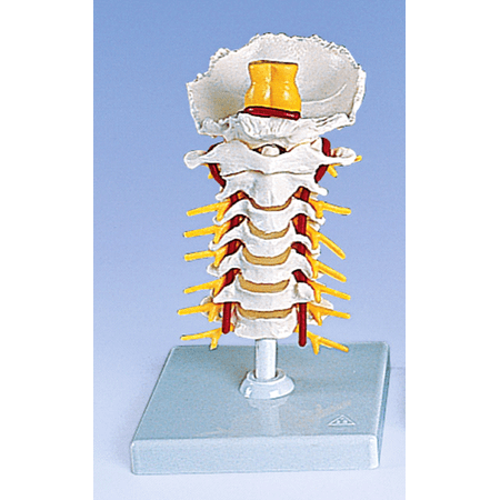 3B Anatomical Cervical Spinal ColumnA72