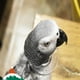 thumbnail image 1 of Cuenta protectora para loros, banda para el cuello antiarrancamiento, cubierta para el cuello, pájaro para roedores, cacatúas, guacamayos, hámsteres L Salvador Collar de loro, 1 of 10