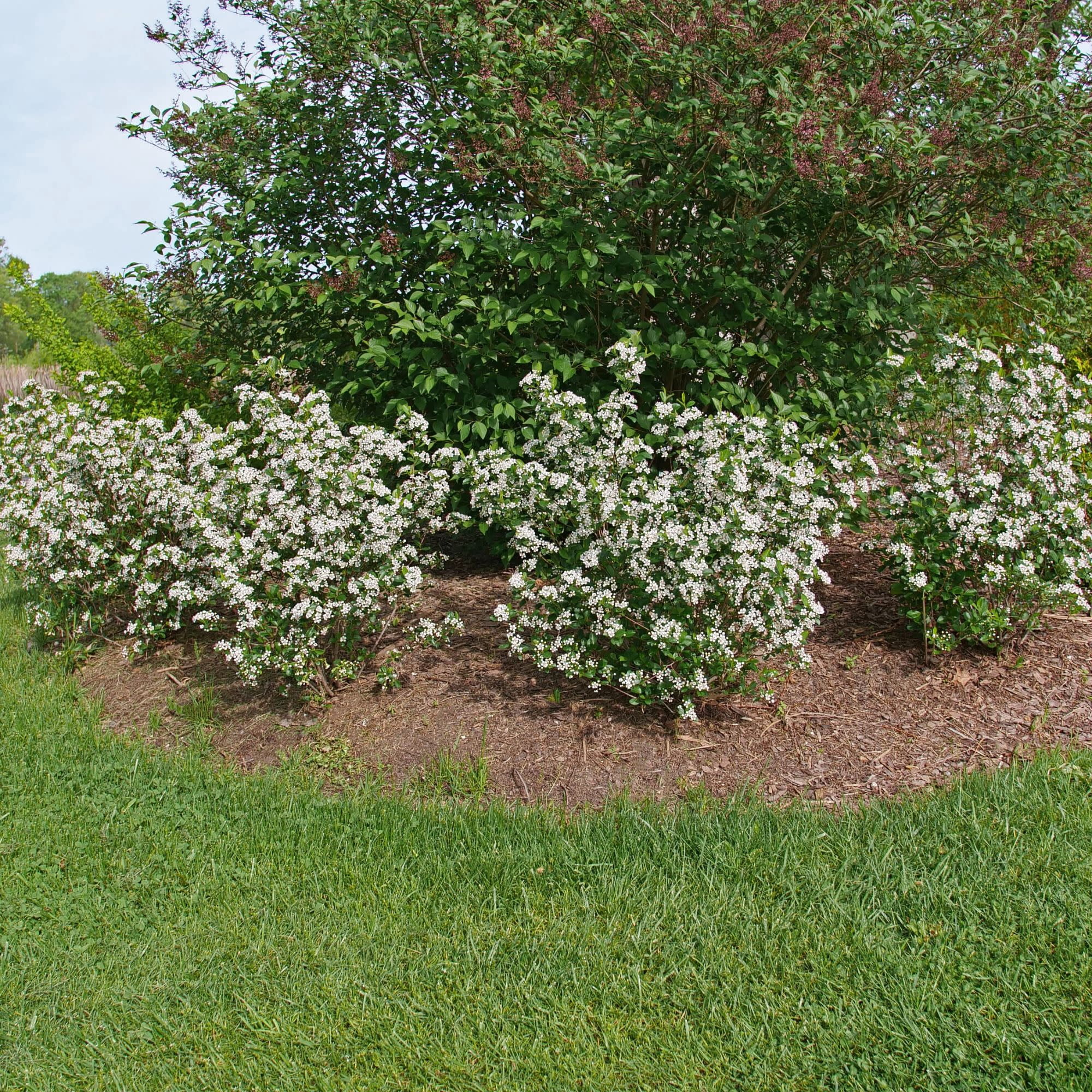 Proven Winners ColorChoice 5" White Low Scape Snowfire Aronia Live Plant in 4.5" Pot (4 Count)