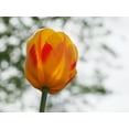 thumbnail image 2 of Bonin, Suzanne 18x15 White Modern Wood Framed Museum Art Print Titled - Red and Yellow Tulip, 2 of 4