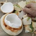 thumbnail image 3 of Homeer Coconut Scraper Coconut Shaver Coconut Grater Professional Non-deformed Coconut Egg Tool Soft Flexible Coconut Meat Remover Kitchen Utensil Coconut Shaver, 3 of 6