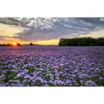 thumbnail image 3 of MOON.QG Fondo de fotografía de campo de granja de primavera, paisaje de pastizales con girasoles, fondo para sesión fotográfica de fiesta, decoración personalizada, accesorios para fotos, 3 of 5
