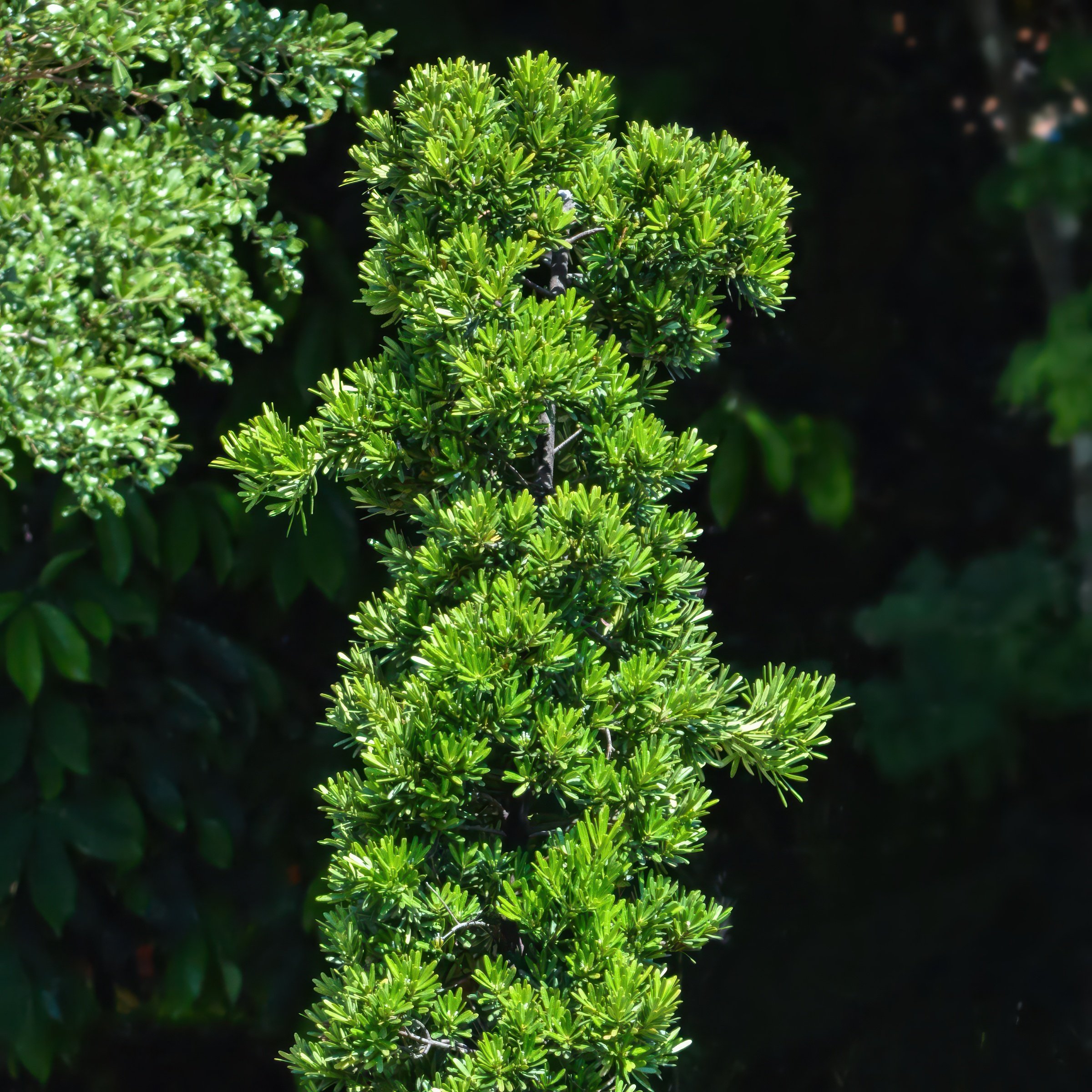National Plant Network 3 gal. Podocarpus Maki Shrub