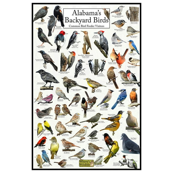 Alabama's Backyard Birds Poster - Alabama Bird Chart Highlighting Birds At Your Bird Feeder