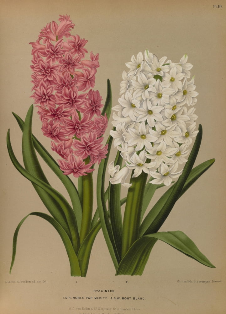 Haarlems Flora 1872