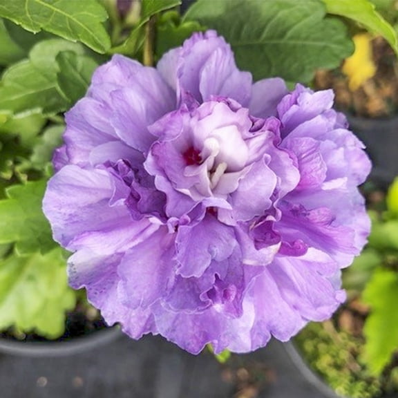 Direct Gardening Blueberry Smoothie Althea Rose of Sharon Dormant Bare Root Blue Flowering Starter Shrub
