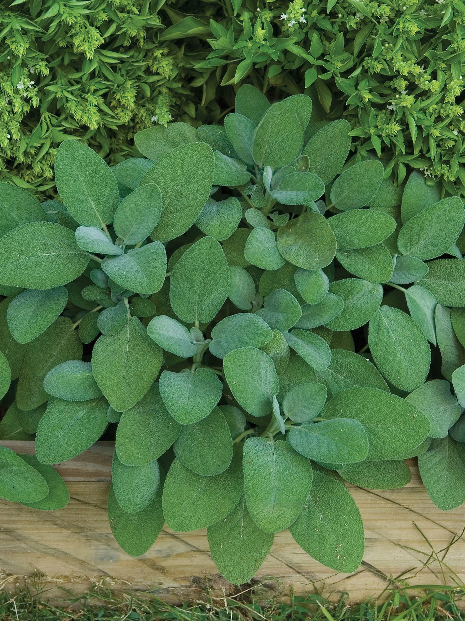 Burpee Sage Broad Leaf Annual Herb Seed, 1-Pack, Full Sun
