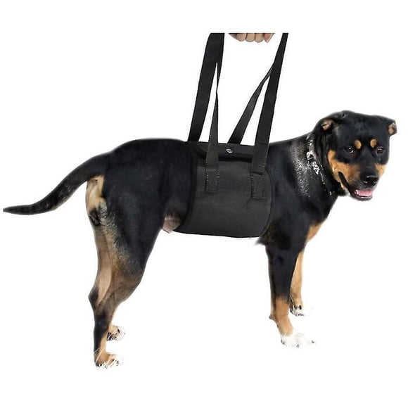 Transporter un Chien avec un Animal, Transporter un Animal avec une Main, Transporter un Animal avec une Ceinture Auxiliaire, Protéger un Chien avec