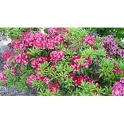 Sarah Mountain Laurel