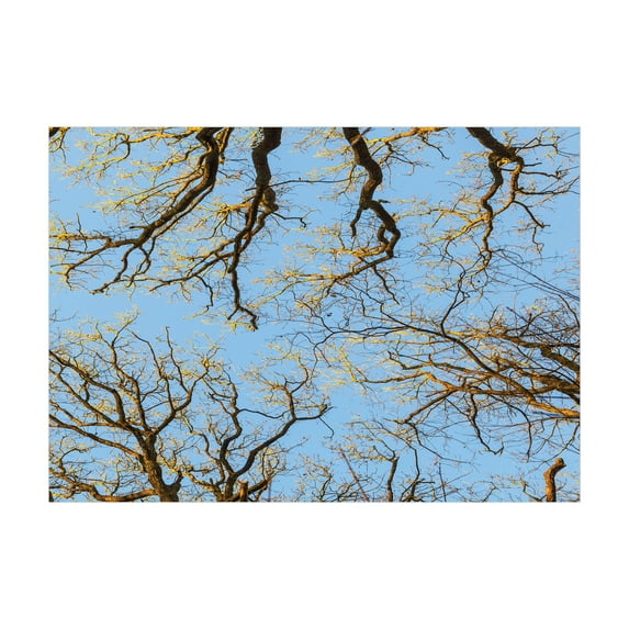 Ambesonne Nature Jigsaw Puzzle, Vibrant Sky with Trees, Heirloom-Quality Fun Activity for Family Durable Cardboard, 1000 pcs, Blue Brown