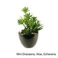 thumbnail image 3 of Succulent, Aloe and Echeveria in Round Ceramic Planter, 3 of 3