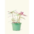 thumbnail image 3 of Tradescantia albiflora 'Nanouk' Live Green Plant in 6" Pot, 3 of 4