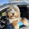 thumbnail image 4 of Dog Car Window Chin Rest Pad (2 Pc), Soft Foam Pet Window Head Protector, Universal Travel Bumper Cushion Support for Dogs, 4 of 8