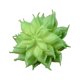 thumbnail image 1 of Advancent 10 piezas de suculentas falsas plantas simuladas Flores artificiales tipo 30, 1 of 6