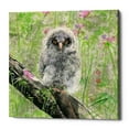thumbnail image 1 of Epic Graffiti 'Owlet' by River Han, Canvas Wall Art, 26"x26", 1 of 2