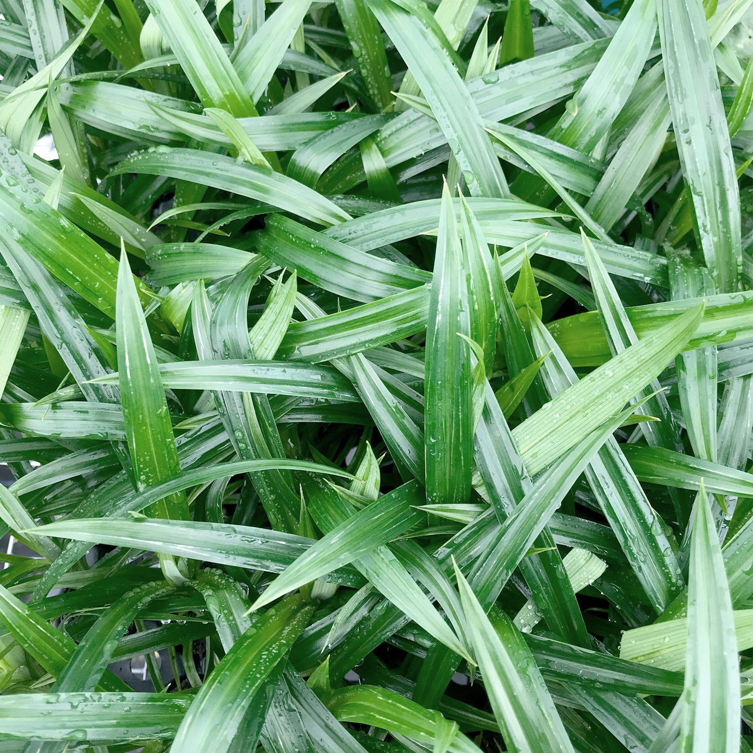 Pandan Plant - 4 Live Tissue Culture Starter Plants - Pandanus Amaryllifolius - Fragrant Flavor Sweet Edible Leaves