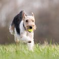 thumbnail image 4 of YINGQING Two Sizes Of Pet Tennis With Diameters For To Play With Outdoors, 4 of 5