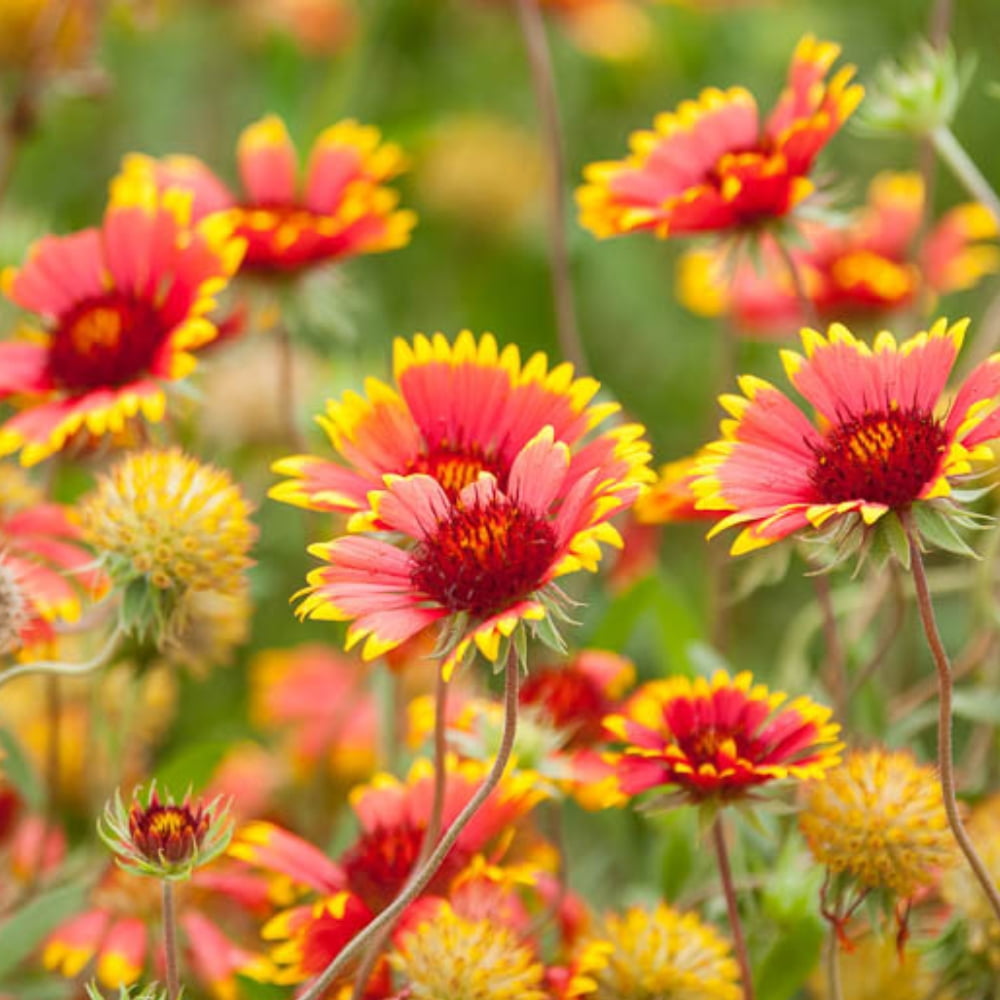20 Seeds Gaillardia Pulchella Lorenziana Blanket Flower Indian Blanket Wildflower Pollinator Friendly Gardening Essentials