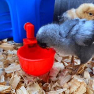 Pure Diary Automatic Poultry Waterer Cup Drinker for Chickens Ducks Quail Chicks Ducklings Chooks 