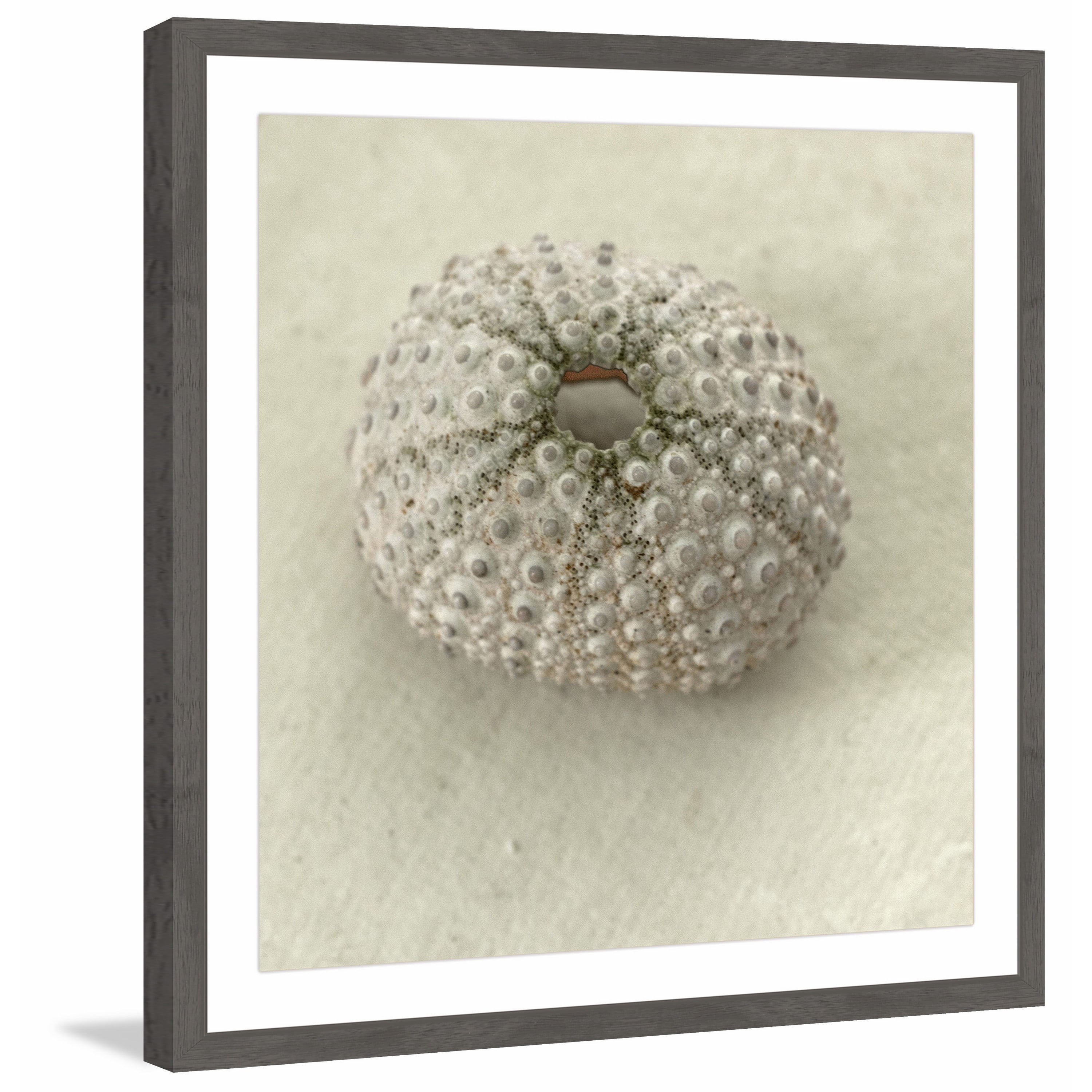 "Pearl Urchin Shell" Framed Painting Print