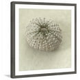 thumbnail image 3 of "Pearl Urchin Shell" Framed Painting Print, 3 of 5