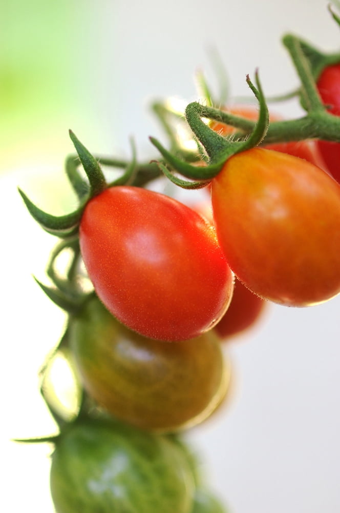 Napa Grape Tomato Plant Sweetest Grape Tomato 3.5" Pot