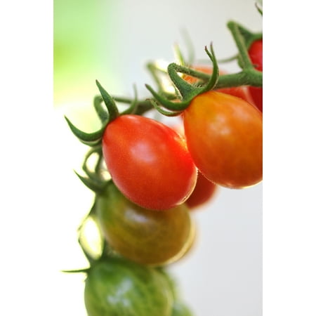 Napa Grape Tomato Plant - Sweetest Grape Tomato - 3.5