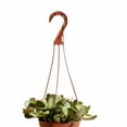 thumbnail image 2 of Trailing Jade Hanging Succulent in 6" Grower Pot, 2 of 3