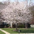 thumbnail image 4 of Brighter Blooms - Yoshino Cherry Tree, 5-6 ft. - No Shipping to AK, AZ, CA, CO, HI, ID, OR, WA, 4 of 6