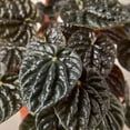thumbnail image 4 of Peperomia Ripple Red Live Plant for Indoor | Different Houseplants in 4'' & 6'' Pot | Real House Plant for Living Room, Office, Desk & Bathroom | Peperomia | Radiator Plant, 4 of 6
