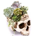 thumbnail image 3 of Resina hecha a mano calavera decoración maceta réplica esqueleto figurita colección ampliamente utilizada decoración de Halloween espécimen regalo único Inevent HA011444-00B, 3 of 7