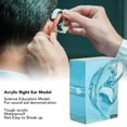 thumbnail image 3 of prosthetic Right Ear Model, prosthetic Ear Model Displays Acrylic Waterproof  for Teaching, 3 of 7