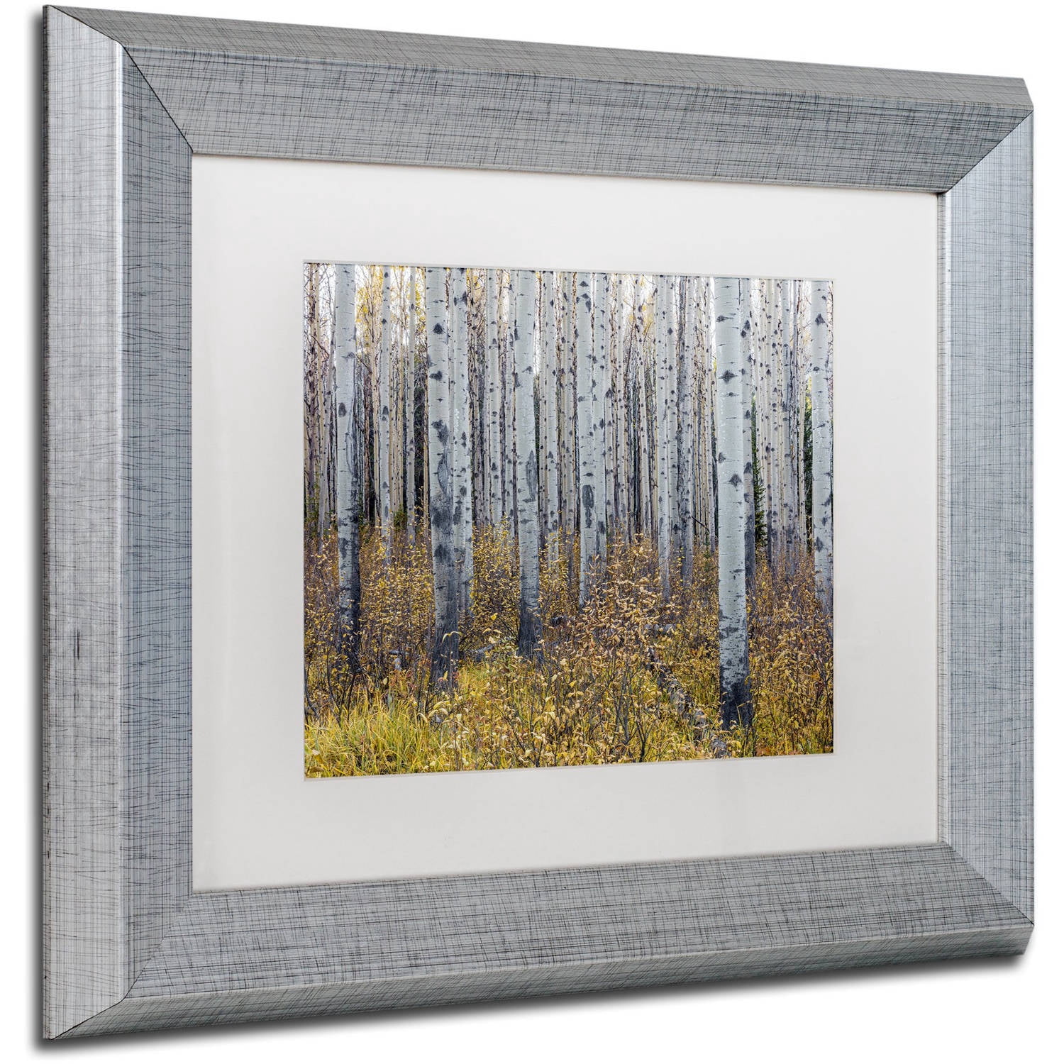 Trademark Fine Art 'Aspen Trees in Autumn' Canvas Art by Pierre Leclerc, White Matte, Silver Frame