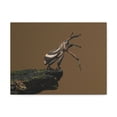 thumbnail image 1 of Funny Weevil Silly Weevil Scene Outside Wall Art Ready to Hang Unframed, 1 of 7