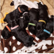 thumbnail image 4 of Collar de perro de 15 piezas, collar de identificación de cachorro, collar de cachorro ajustable, cinta de cachorro, collar de identificación de cachorro ajustable L 35cm JAMW Sencillez, 4 of 5