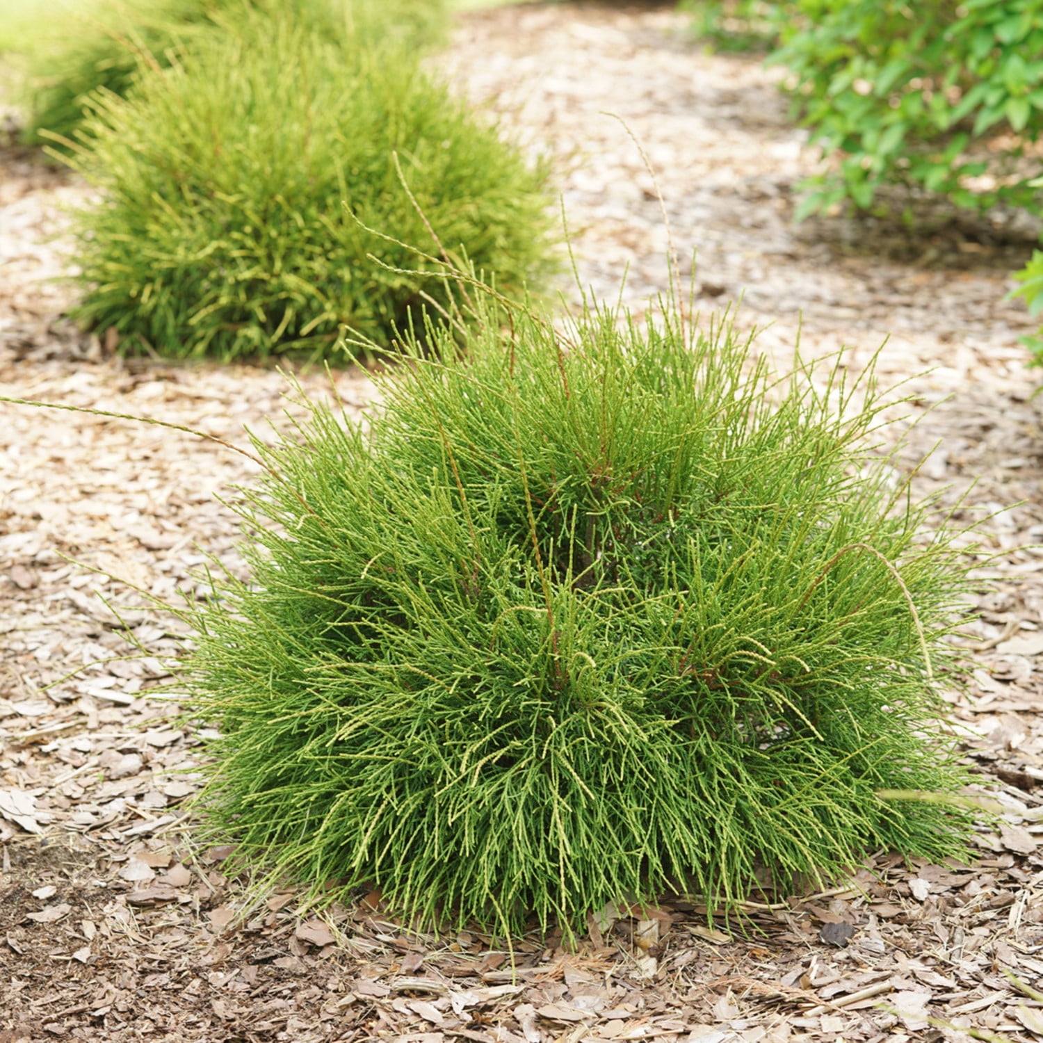 Proven Winners ColorChoice 6" Whip It Good Arborvitae Live Plant in 7.5" Pot