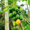 thumbnail image 4 of Papaya Tree Live Plant, Tropical Fruit Tree, 5-8 Inches Tall, Well Rooted for Outdoor Planting, 4 of 5