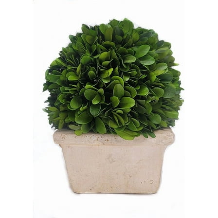 Preserved Boxwood Medium Ball on Square Pot 8" Height