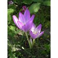 thumbnail image 2 of 10 AUTUMN CROCUS Colchicum Autumnale Meadow Saffron Flower Seeds, 2 of 5