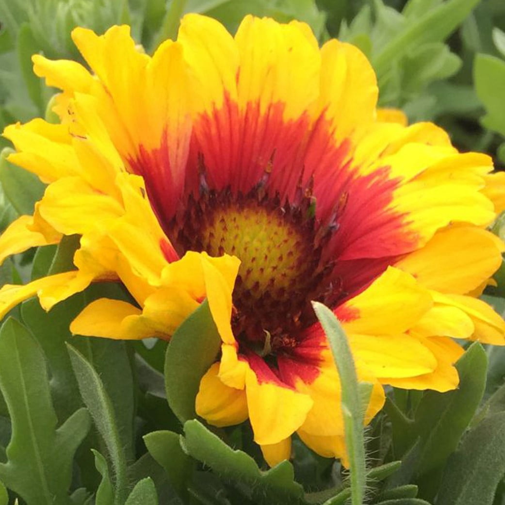 Better Homes & Gardens 2.5 Quart Multicolor Gaillardia Blanket Flower Perennial Outdoor Live Plants