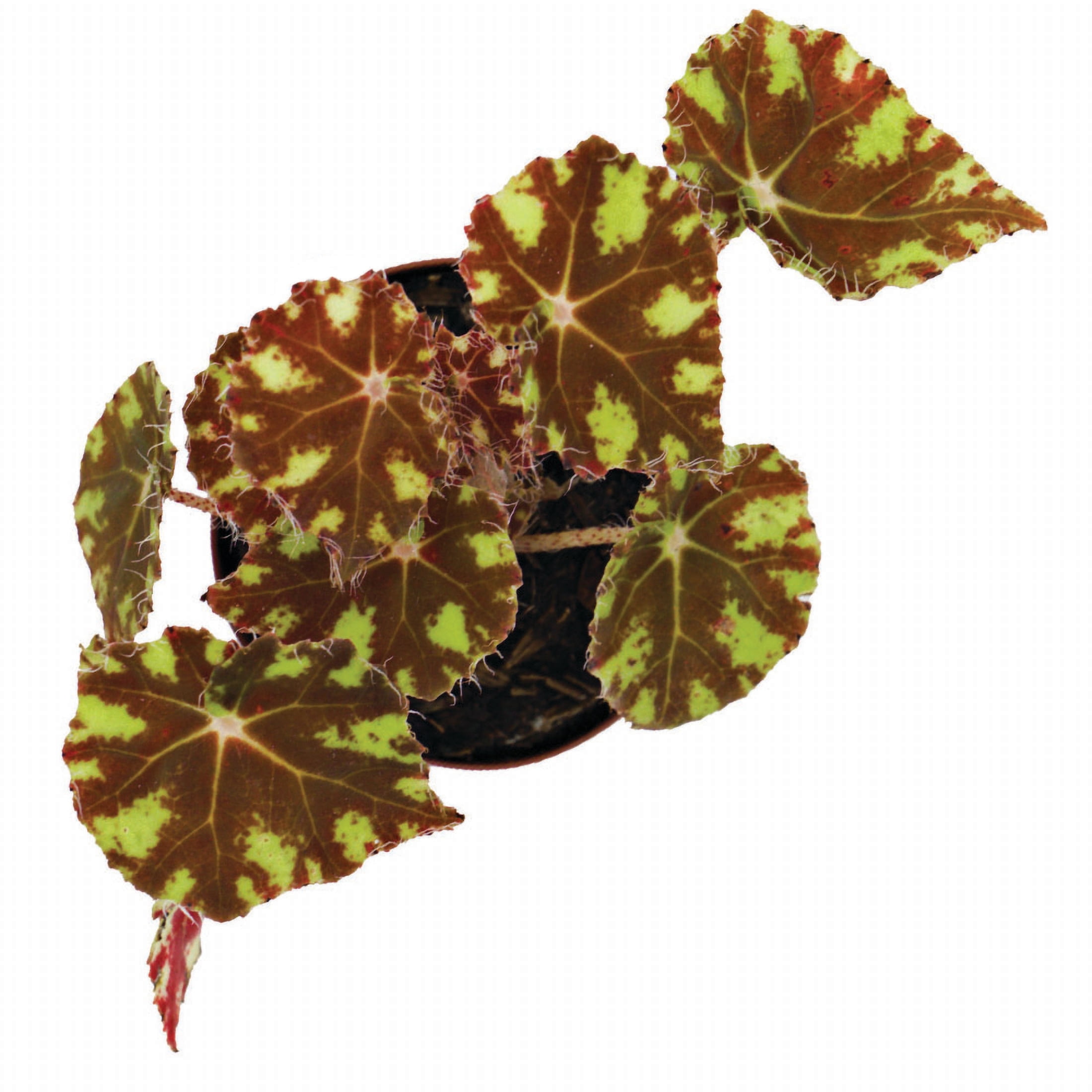 ReptiCulture Assorted Begonia Tropical 2" Pot 3 pk