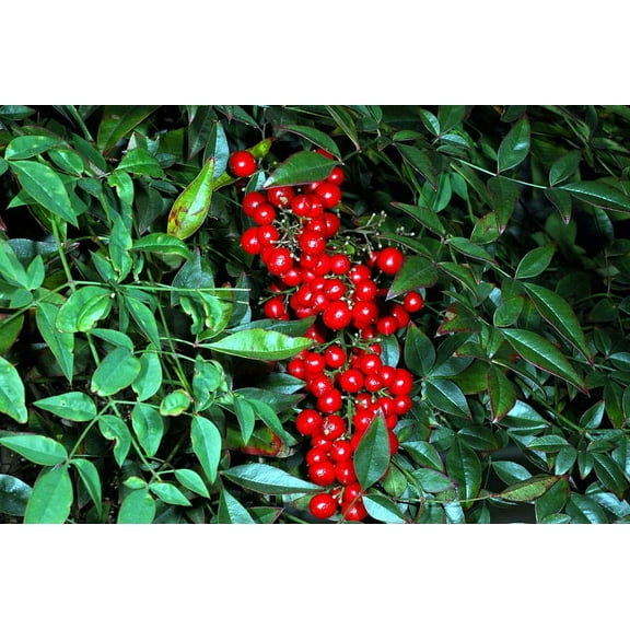 1 oz Seeds (Approx 862 Seeds) of Nandina domestica, Heavenly Bamboo
