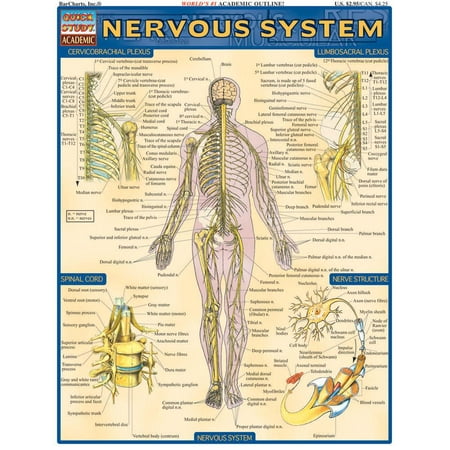Quickstudy: Academic: Nervous System Laminate Reference Chart (Other)